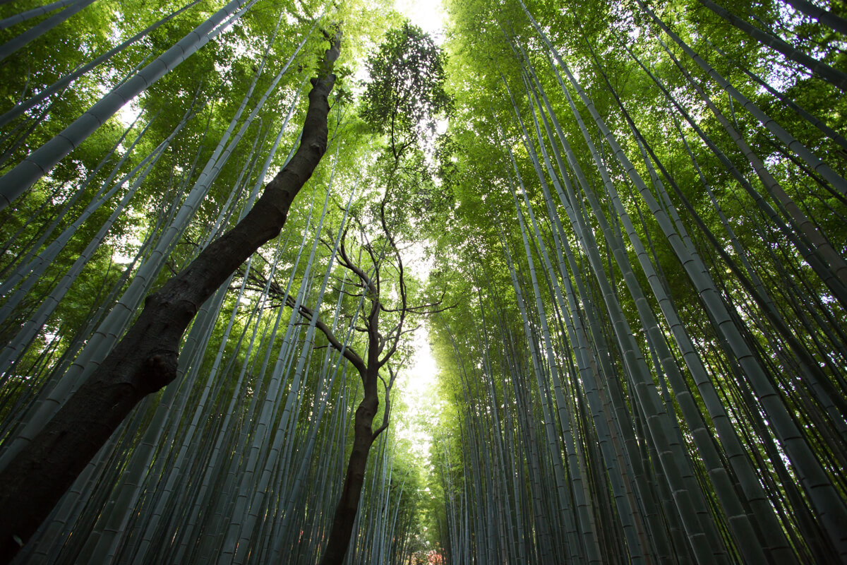 japan-2